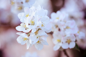 Nahaufnahme einer Apfelblüte