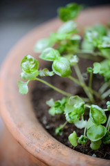 Junger Basilikum im Topf