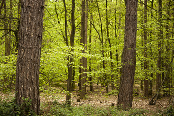A Walk Through The Trees