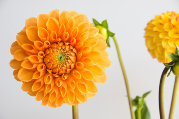 Dahlien