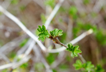 Young Leaf gooseberry