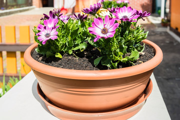 Blumentopf mit Blumenpracht