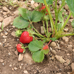 pianta di fragola con frutti 