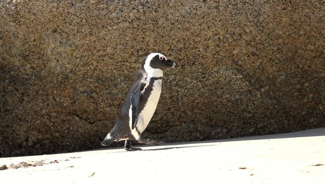 Penguins in Simonstown (South Africa) as 4K UHD footage