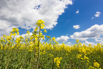 cloudy blue sky and yellow flowers in green grass in summer field