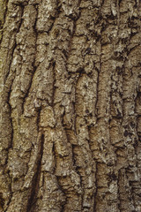 Detail of oak tree bark