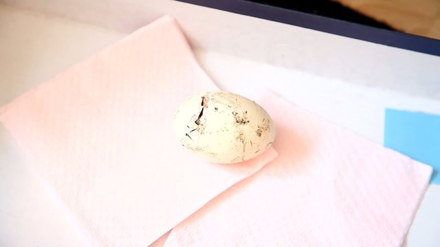 Zipping egg of a newborn chick being born