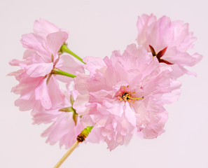 Pink tree flowers of Prunus serrulata Kanzan, japanese cherry.