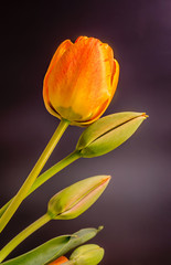 Orange tulip flower, floral arrangement, dark background.