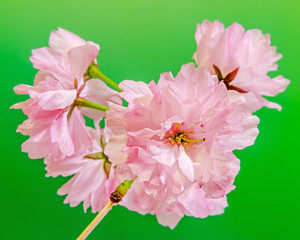 Pink tree flowers of Prunus serrulata Kanzan, japanese cherry.