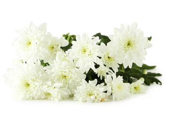 White chrysanthemum flowers isolated on white