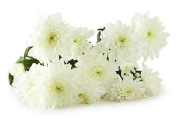 White chrysanthemum flowers isolated on white