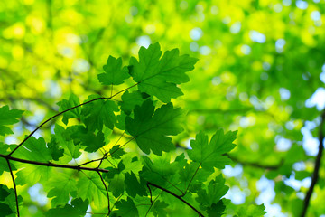 green leaves