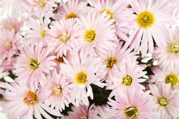 Lilac chrysanthemums background, autumn flowers