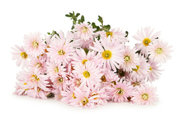 Lilac chrysanthemums, autumn flowers on white background