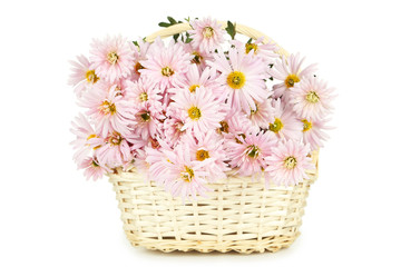 Fototapeta na wymiar Lilac chrysanthemums in basket on white background