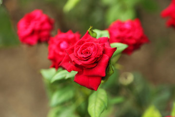 Red roses on a bush in a garden