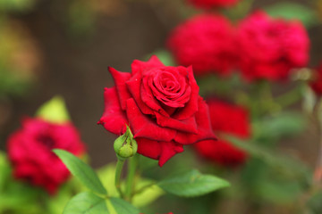 Red roses on a bush in a garden