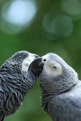 Fotobehang parrots © Pakhnyushchyy