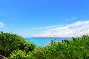 Fototapeta na wymiar 沖縄の亜熱帯植物と美しい海