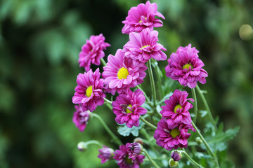 Beautiful flower on a bush in a garden