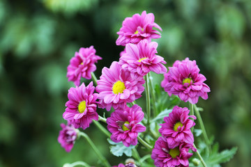 Beautiful flower on a bush in a garden