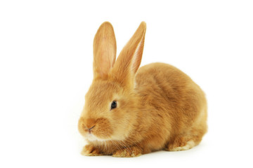 Young red rabbit isolated on white