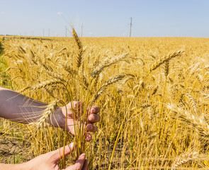 Fototapeta na wymiar Stems of wheat in the hands