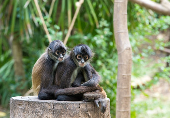 Spider monkey