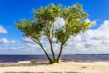 Fototapeta na wymiar Tree on the shore of the reservoir