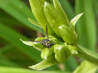カタグロチビドロバチ