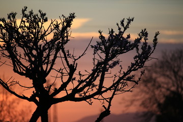 Spring sunset with peach tree