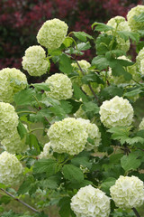 viburno opulus_ cespugiio dai fiori bianchi