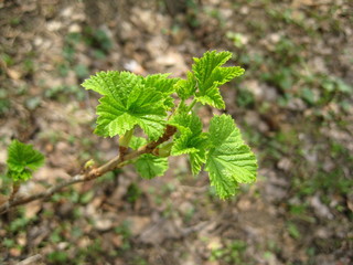 молодая ветка смородины с зелеными листьями