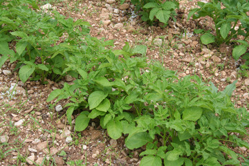 Obraz premium piante di patata con concime