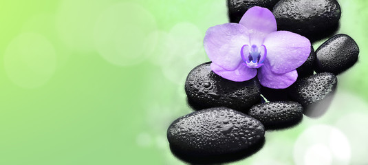 Spa concept. Flower violet orchid and  black stones.
