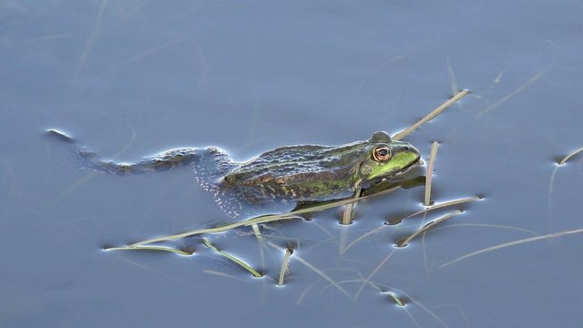 green water frog lying in the water