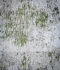 Palm ree bark texture