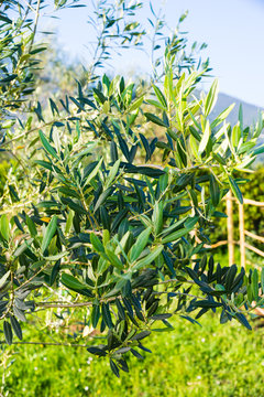 Albero di olivo, ulivo, Olea europaea, foglie chioma e tronco