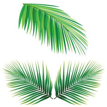 Coconut Leaf Vector