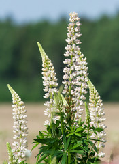 Lupin flowers