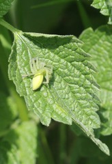 Затаившийся паук