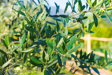 Albero di olivo, ulivo, Olea europaea, foglie chioma e tronco