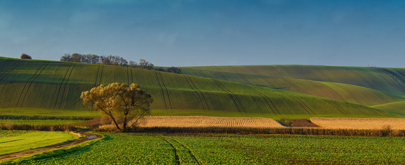 Panoramic view of fields on hills
