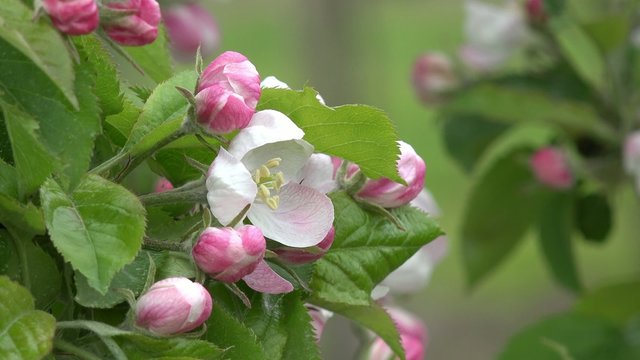 blossoms on apple tree