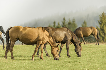 Naklejka na ściany i meble horse grazing in a pasture