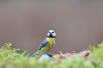 Blue tit