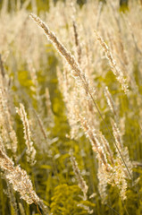 grass illuminated by the sun