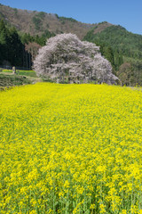 一本桜と菜の花畑