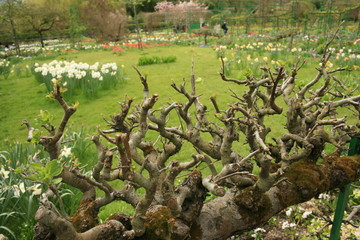 Horizontal branch with a lot of ramifications in a garden